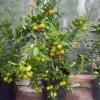 Calamansi Orange Live Tree – 3-4 FT Tall Citrus Microcarpa Plant in 5 Gal Pot - Image 1