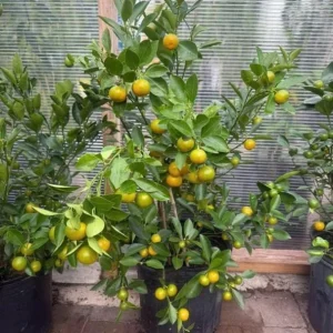 Calamansi Orange Live Tree – 3-4 FT Tall Citrus Microcarpa Plant in 5 Gal Pot - Image 1