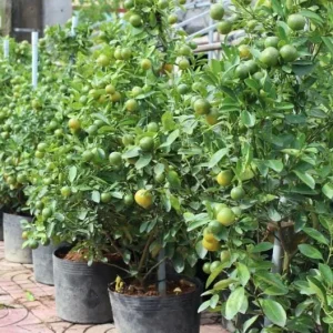 Calamansi Orange Live Tree – 3-4 FT Tall Citrus Microcarpa Plant in 5 Gal Pot - Image 4