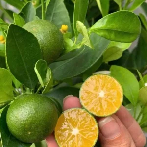 Calamansi Orange Live Tree – 3-4 FT Tall Citrus Microcarpa Plant in 5 Gal Pot - Image 5