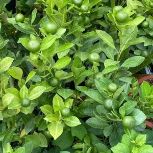 Calamansi Orange Live Tree – 3-4 FT Tall Citrus Microcarpa Plant in 5 Gal Pot - Image 6