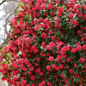 Camellia Red Live Plant, Camellia Japonica, 10-12 Inch Tall, 4 Inch Pot - Image 10