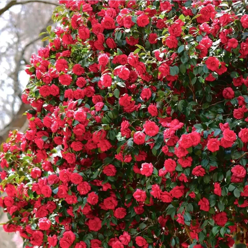 Camellia Red Live Plant, Camellia Japonica, 10-12 Inch Tall, 4 Inch Pot - Image 10