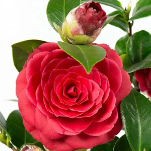 Camellia Red Live Plant, Camellia Japonica, 10-12 Inch Tall, 4 Inch Pot - Image 2