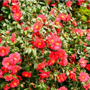 Camellia Red Live Plant, Camellia Japonica, 10-12 Inch Tall, 4 Inch Pot - Image 3