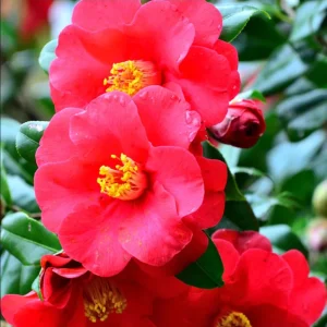 Camellia Red Live Plant, Camellia Japonica, 10-12 Inch Tall, 4 Inch Pot - Image 4