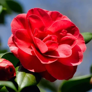 Camellia Red Live Plant, Camellia Japonica, 10-12 Inch Tall, 4 Inch Pot - Image 5