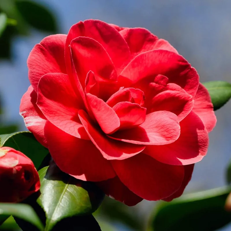 Camellia Red Live Plant, Camellia Japonica, 10-12 Inch Tall, 4 Inch Pot - Image 5