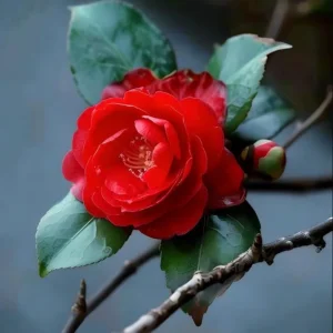 Camellia Red Live Plant, Camellia Japonica, 10-12 Inch Tall, 4 Inch Pot - Image 7