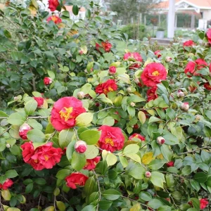 Camellia Red Live Plant, Camellia Japonica, 10-12 Inch Tall, 4 Inch Pot - Image 8