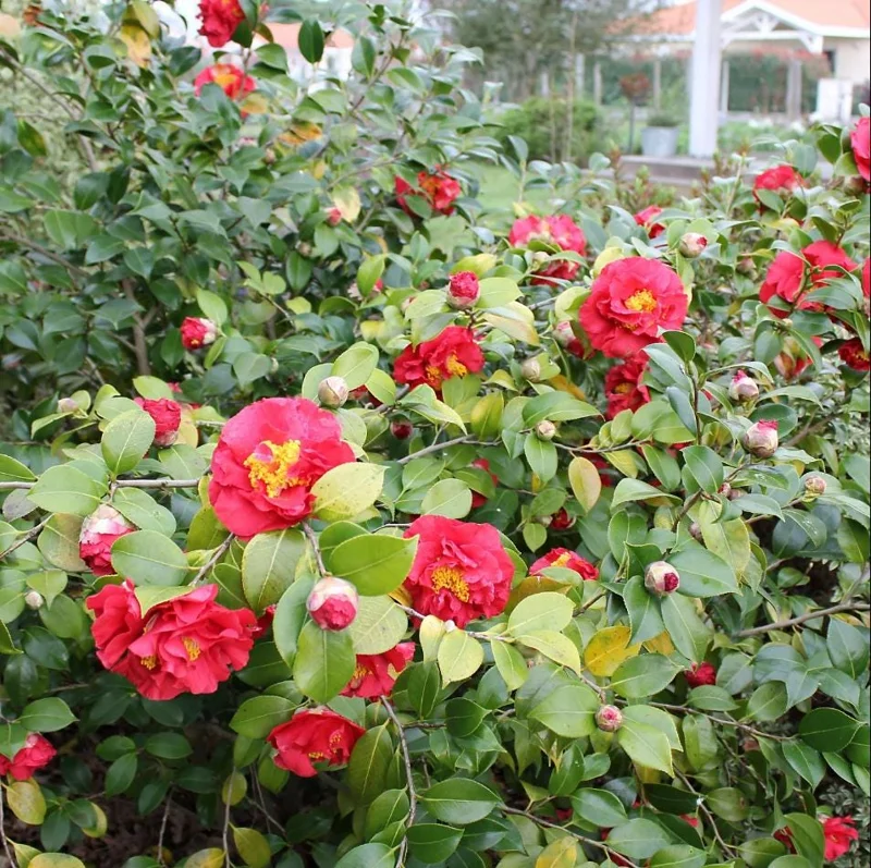 Camellia Red Live Plant, Camellia Japonica, 10-12 Inch Tall, 4 Inch Pot - Image 8