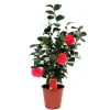 Camellia Red Live Plant, Camellia Japonica, 10-12 Inch Tall, 4 Inch Pot - Image 1