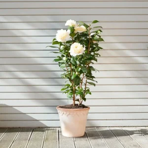 Camellia White Live Plant – 10 to 12 Inch Tall, 4 Inch Pot – Outdoor Shrub - Image 10