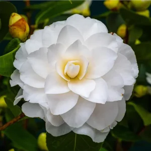 Camellia White Live Plant – 10 to 12 Inch Tall, 4 Inch Pot – Outdoor Shrub - Image 2