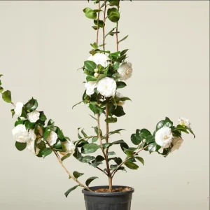 Camellia White Live Plant – 10 to 12 Inch Tall, 4 Inch Pot – Outdoor Shrub - Image 4