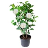 Camellia White Live Plant – 10 to 12 Inch Tall, 4 Inch Pot – Outdoor Shrub - Image 1