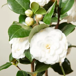 Camellia White Live Plant – 10 to 12 Inch Tall, 4 Inch Pot – Outdoor Shrub - Image 5