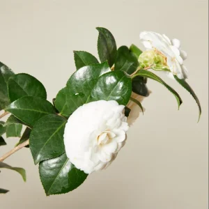 Camellia White Live Plant – 10 to 12 Inch Tall, 4 Inch Pot – Outdoor Shrub - Image 6