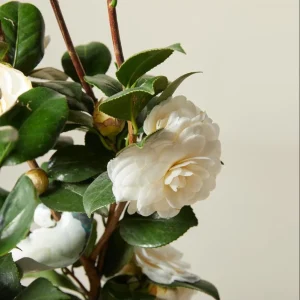 Camellia White Live Plant – 10 to 12 Inch Tall, 4 Inch Pot – Outdoor Shrub - Image 7
