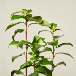 Camellia White Live Plant – 10 to 12 Inch Tall, 4 Inch Pot – Outdoor Shrub - Image 8