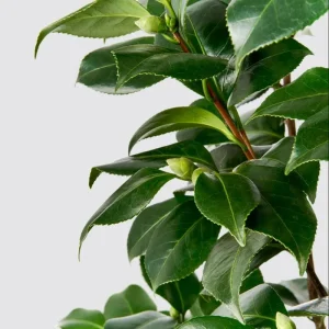 Camellia White Live Plant – 10 to 12 Inch Tall, 4 Inch Pot – Outdoor Shrub - Image 9