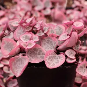 Ceropegia Woodii Variegated String of Hearts Live Succulent Plant, 2 Inch Pot - Image 2