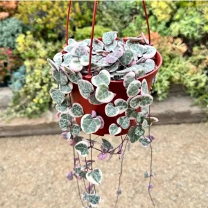 Ceropegia Woodii Variegated String of Hearts Live Succulent Plant, 2 Inch Pot - Image 5