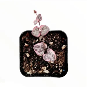 Ceropegia Woodii Variegated String of Hearts Live Succulent Plant, 2 Inch Pot - Image 7