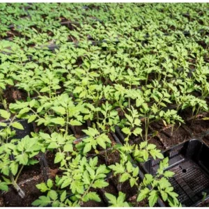 Cherry Tomato Live Plant for Planting - Sweet Red Fruits, 3 Plants, 3-5 Inch Tall, 4 Inch Pot - Image 10