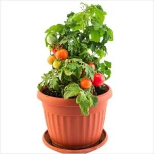 Cherry Tomato Live Plant for Planting - Sweet Red Fruits, 3 Plants, 3-5 Inch Tall, 4 Inch Pot - Image 2