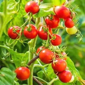 Cherry Tomato Live Plant for Planting - Sweet Red Fruits, 3 Plants, 3-5 Inch Tall, 4 Inch Pot - Image 4