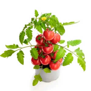 Cherry Tomato Live Plant for Planting - Sweet Red Fruits, 3 Plants, 3-5 Inch Tall, 4 Inch Pot - Image 5
