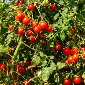 Cherry Tomato Live Plant for Planting - Sweet Red Fruits, 3 Plants, 3-5 Inch Tall, 4 Inch Pot - Image 8