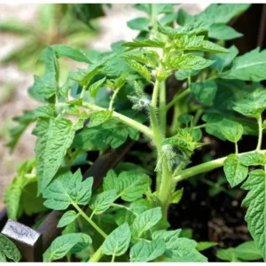 Cherry Tomato Live Plant for Planting - Sweet Red Fruits, 3 Plants, 3-5 Inch Tall, 4 Inch Pot - Image 9