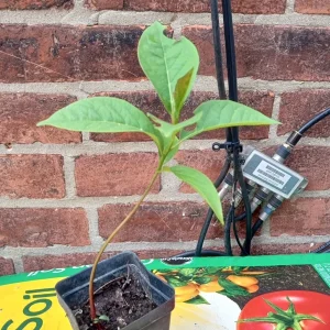 Chocolate Persimmon Tree Live Plant - Well-Rooted 1 to 2 ft Tall for Home Garden - Image 2