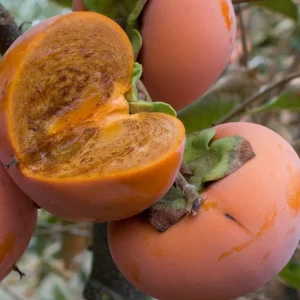 Chocolate Persimmon Tree Live Plant - Well-Rooted 1 to 2 ft Tall for Home Garden - Image 3