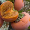 Chocolate Persimmon Tree Live Plant - Well-Rooted 1 to 2 ft Tall for Home Garden - Image 1