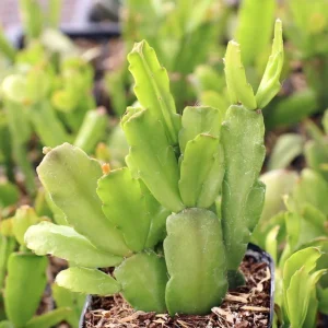 Christmas Cactus Live Plant – Schlumbergera x Buckleyi – 2 Inch Pot – Pinkish Red Flower – Indoor Outdoor - Image 2