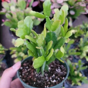 Christmas Cactus Live Plant – Schlumbergera x Buckleyi – Pinkish Red Flower – 4 Inch Pot – Indoor Houseplant - Image 5