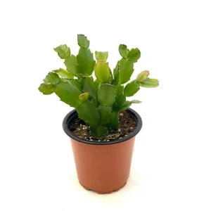 Christmas Cactus Schlumbergera Buckleyi Live Plant, Pink-Red Flower, 4 Inch Pot - Image 3
