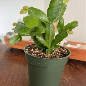 Christmas Cactus Schlumbergera Buckleyi Live Plant, Pink-Red Flower, 4 Inch Pot - Image 5