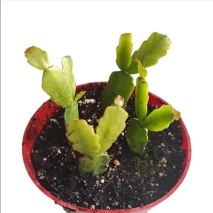 Christmas Cactus Schlumbergera Buckleyi Live Plant, Pink-Red Flower, 4 Inch Pot - Image 6