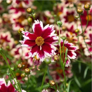 Coreopsis Ruby Frost Live Starter Plant - Perennial Bloom - 1 Plug - 1-3
