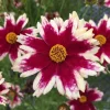 Coreopsis Ruby Frost Live Starter Plant - Perennial Bloom - 1 Plug - 1-3" Tall - Image 1