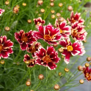 Coreopsis Ruby Frost Live Starter Plant - Perennial Bloom - 1 Plug - 1-3