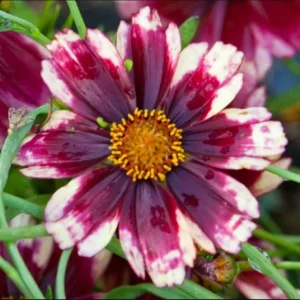 Coreopsis Ruby Frost Live Starter Plant - Perennial Bloom - 1 Plug - 1-3