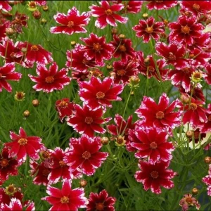 Coreopsis Ruby Frost Live Starter Plant - Perennial Bloom - 1 Plug - 1-3