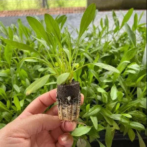 Coreopsis Ruby Frost Plugs - Set of 2 Live Perennial Flower Plants, 1-3