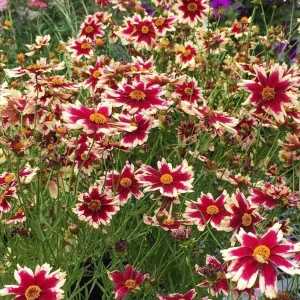 Coreopsis Ruby Frost Plugs - Set of 2 Live Perennial Flower Plants, 1-3