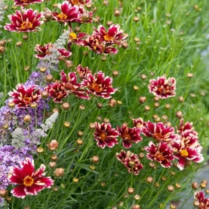 Coreopsis Ruby Frost Plugs - Set of 2 Live Perennial Flower Plants, 1-3